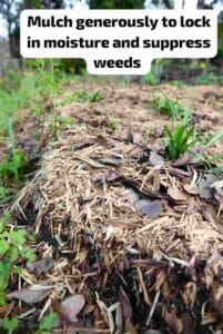 Mulch generously to lock in moisture and suppress weeds