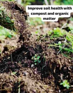 Improve soil health with compost and organic matter