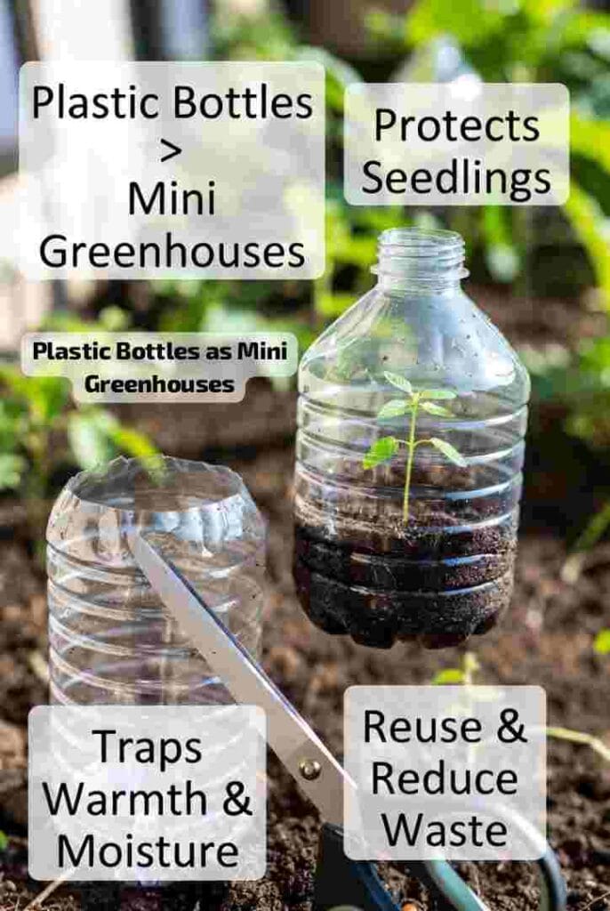 Plastic Bottles as Mini Greenhouses