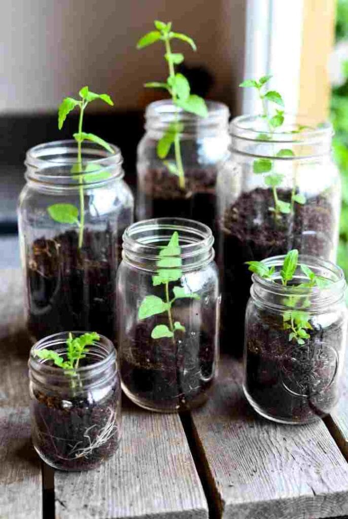 Glass Jars for Seed Starting
